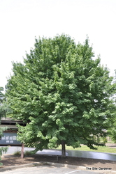 Acer rubrum 'Brandywine' — photo 2